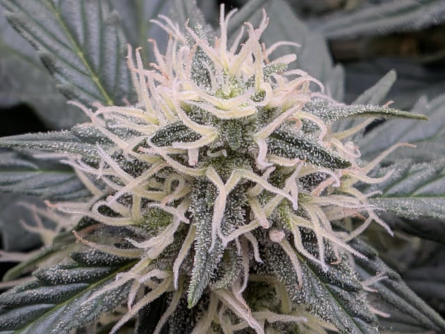 Grow Tent Starts — flower, day 80