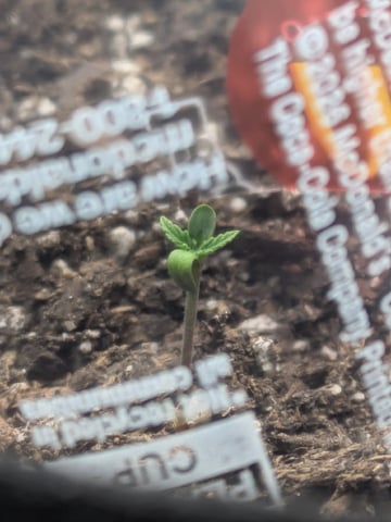 Ricky Bobby / Super Silver Haze Auto Fem