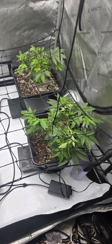 Lime Rian. — vegetative, day 35