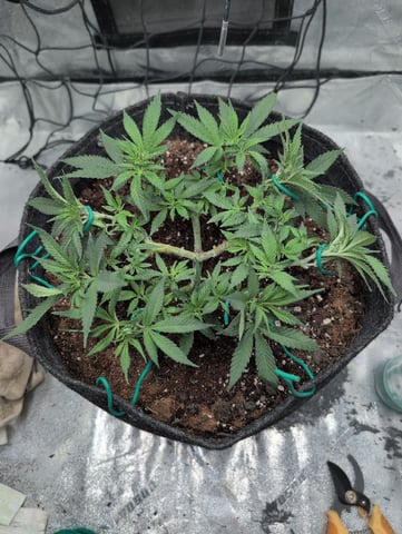 Girl Scout Cookies — vegetative, day 65