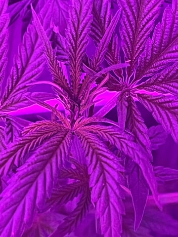 First attempt grow 😶‍🌫️ — vegetative, day 52