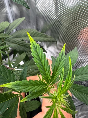 wedding cake auto FIRST GROW! — flower, day 33