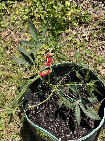 Indoor & Outdoor Grow 6 — vegetative, day 19