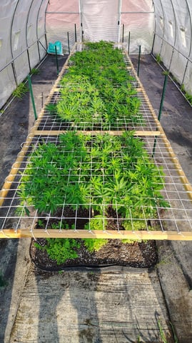 Outdoor 2026 — vegetative, day 29