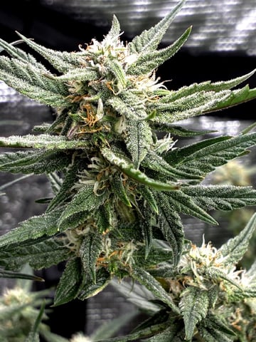 Blueberry critical kush x purple peyote wifi  and one L.a kush cake . — flower, day 57