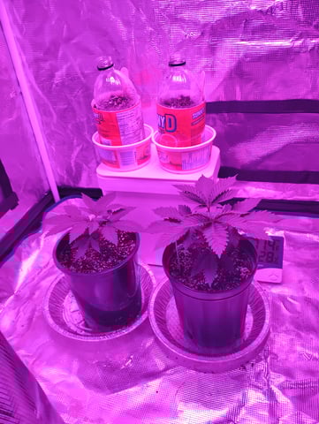 my first time growing in a grow tent  — vegetative, day 20