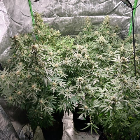 run #3 — flower, day 88