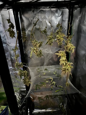 My Devine Conscious  — harvest, day 176