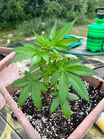 White Widow Twins — vegetative, day 36