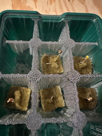 First grow — seedling_rooting, day 1