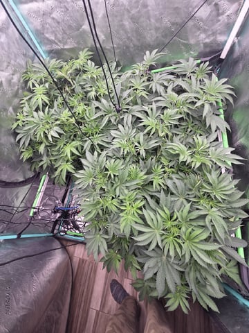 Relentless Genetics Trop Cherry S1