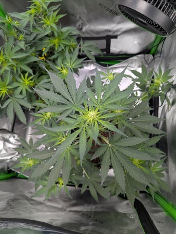 First Grow — flower, day 35