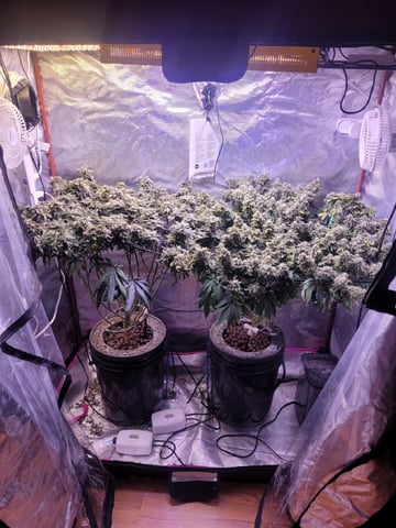 4th Grow — flower, day 15