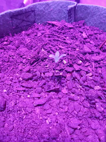 First autos  — seedling_rooting, day 20
