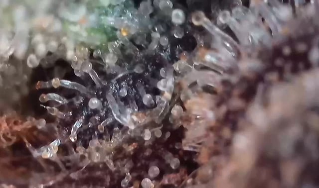 Hippo High #2 — flower, day 1