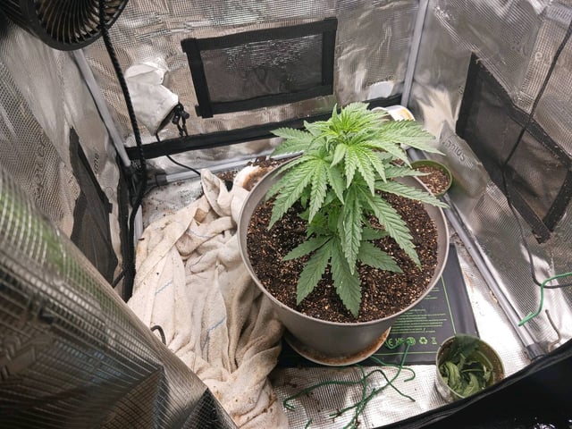 4th grow  — vegetative, day 152
