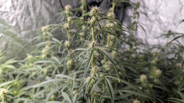 Strawberry Cheesecake Seedsman Seeds Autoflowers x2 — flower, day 54