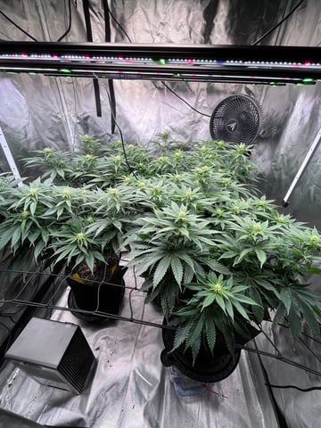 best budz — flower, day 54