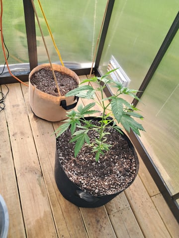 re-start new germination — vegetative, day 51