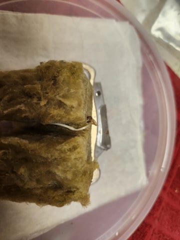 Sour Diesel (started Aug 30th 2025) — germination, day 4