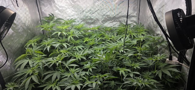 Maple Nectar  — flower, day 52