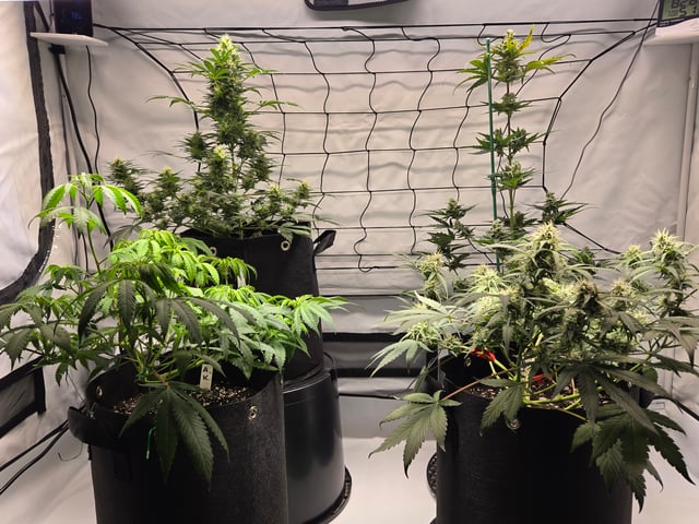 2nd Grow 3x5 tent — flower, day 57