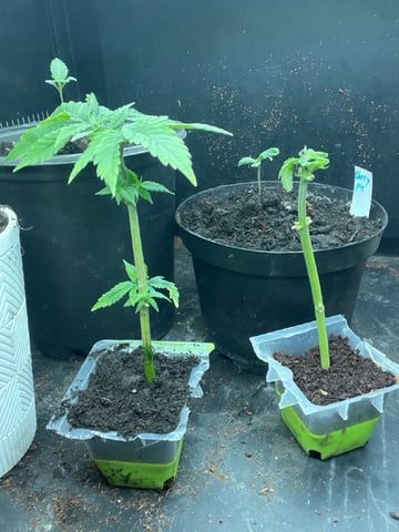 AK Clone — seedling_rooting, day 12