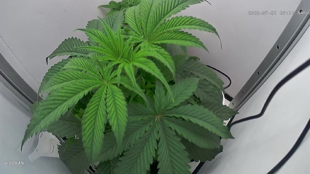 Blue Dream