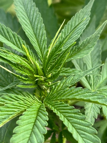 White Widow Twins — flower, day 53