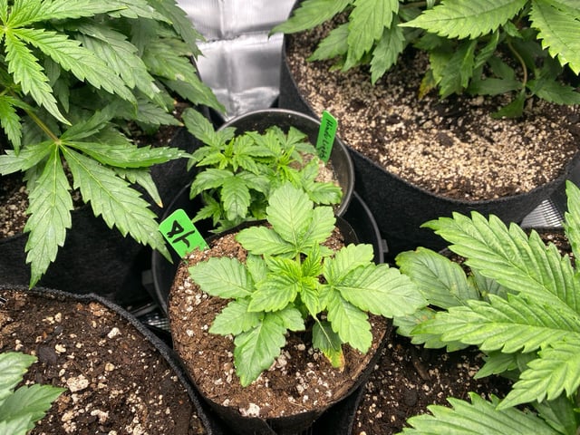 Auto Run #1 2025-2026 — vegetative, day 42
