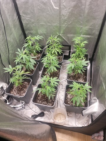 #3 — vegetative, day 1