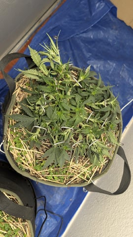 Double Smile And (Alien Vs Triangle X Strawberry Nuggets) — flower, day 36