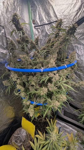 Mixed Grow — flower, day 113