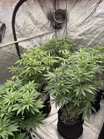 Goofy’s Grow  — flower, day 76
