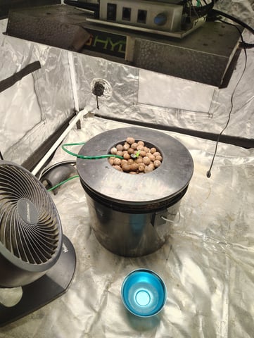 1st grow  — grow_setup, day 1