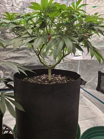  Insane OG