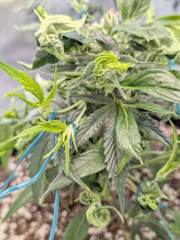 C99 CloneWars! — vegetative, day 6