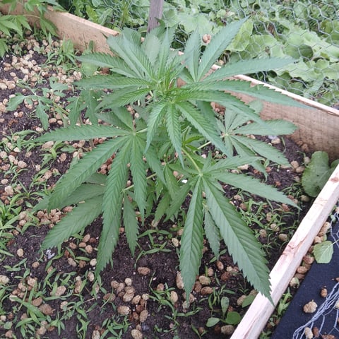 Gelato #45 — vegetative, day 1