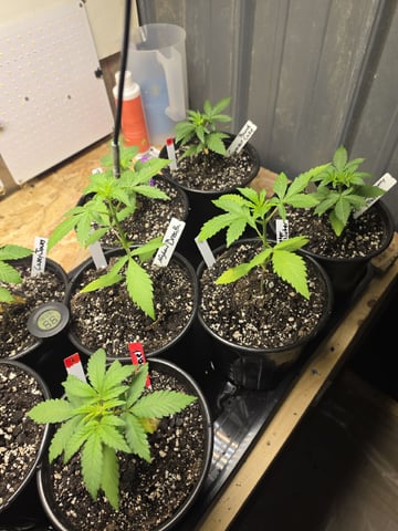 2nd Grow Sesh — vegetative, day 24
