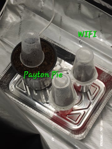 2nd grow  — germination, day 1