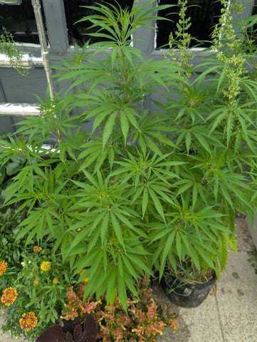 outdoor — vegetative, day 101