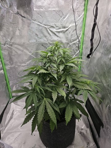 Gorilla Z auto — flower, day 58