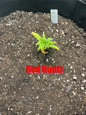 My First Four — vegetative, day 28