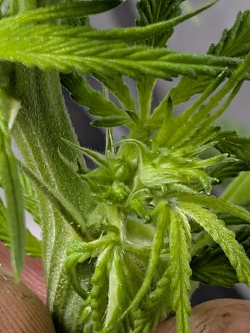 Black African Magic feminization  — flower, day 24