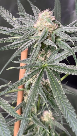 Current Grow — flower, day 6