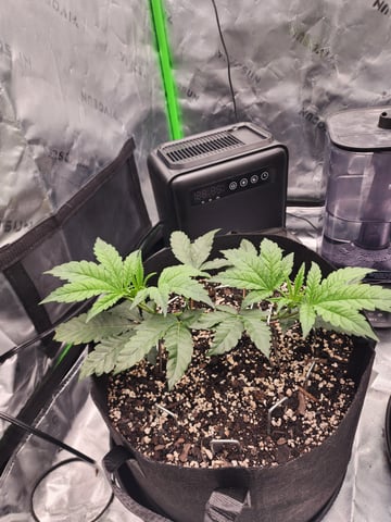 trap n pink — vegetative, day 33