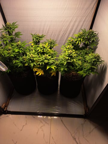 Yeti's Perpetual — vegetative, day 108