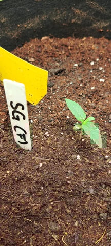 First Grow with the new setup  — seedling_rooting, day 6