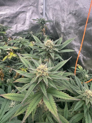 Second Indoor (all Clones) — flower, day 117