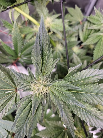 fat banana  — flower, day 53